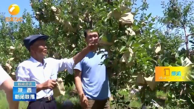 榆林在沙地试种苹果喜获成功,种植面积达15万亩