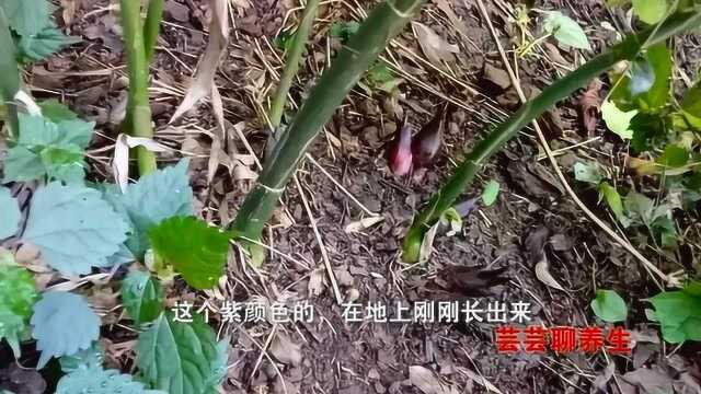 阳荷温中理气、祛风止痛,常用于腹痛、气滞,还有痈疽肿毒