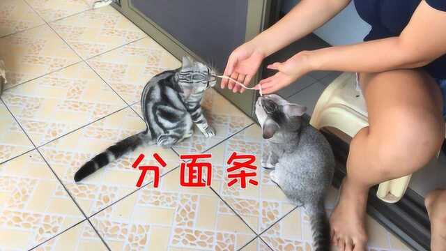 猫咪会吃面条吗?2只小猫很熟练的吃法,把铲屎官逗得合不拢嘴