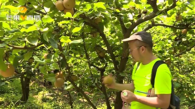 怀化这里种金秋梨让村民“生金”:年产值5000万以上