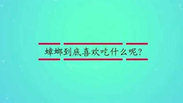 蟑螂到底喜欢吃什么呢?