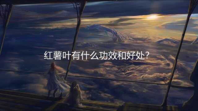 红薯叶有什么功效和好处?