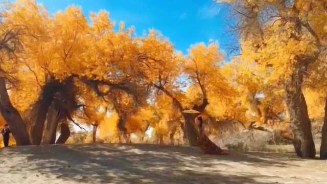 十月一旅行圣地额济纳胡杨林,想找伙伴一起出发,真是太美了!