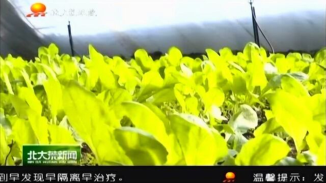 北大荒农业股份七星分公司 抗疫情 保供给 解决“菜篮子”问题