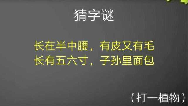 长在半中腰,有皮又有毛,长有五六寸,子孙里面包(猜一植物)