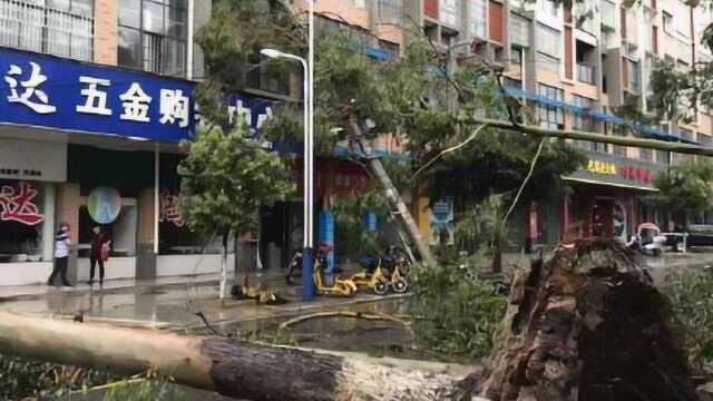 江西定南遭遇强对流天气 最大风力超过11级 大树被连根拔起