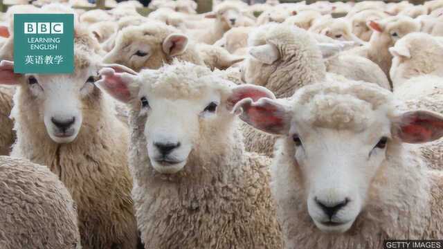 BBC地道英语:Sheeple 随大流的“羊人”