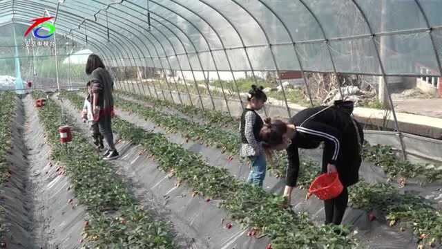 线下体验采摘乐趣,线上送货上门,安岳小伙销售草莓有妙招