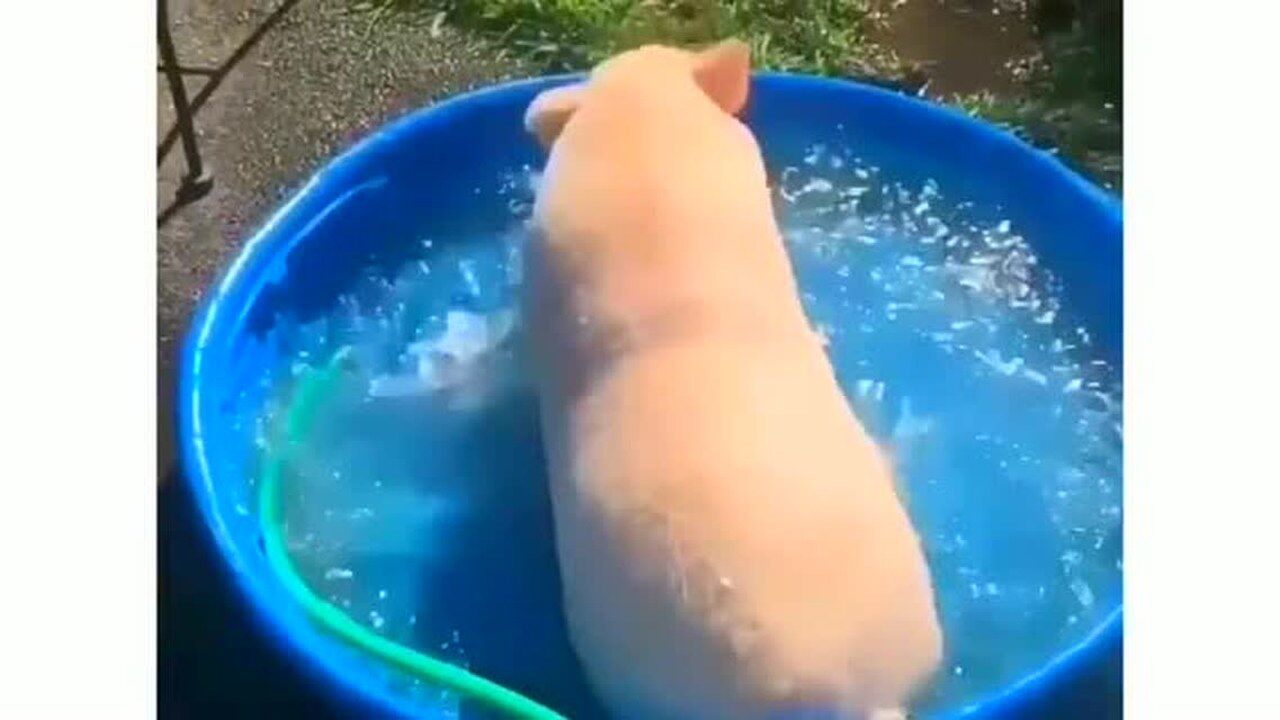 原来猪也喜欢洗澡的哈哈