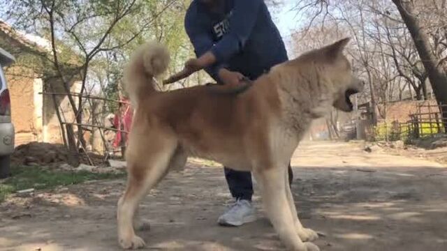 这只纯种日本秋田犬,要比安培送普京的还漂亮,大家来欣赏品评下