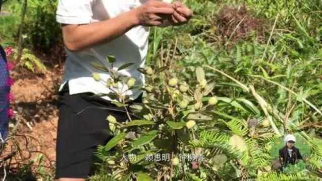 广东梅州:肥厚大个又甜的山稔子,以前满山摘不完,如今一座山头才一点