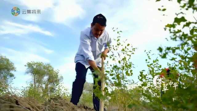 寻找野生甘草,不光是为了收割,更是要用其根茎繁殖新的甘草,治理沙漠