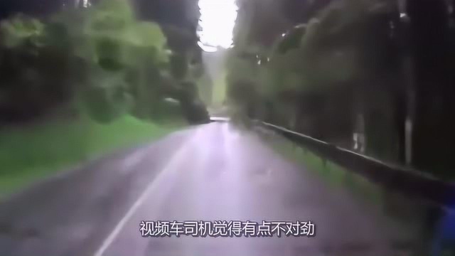 道路惊讶!老司机林荫道上开车,突然吓的慌忙后退,太害怕!