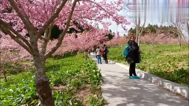 樱花绽放的季节观赏浪漫樱花樱花风景欣赏