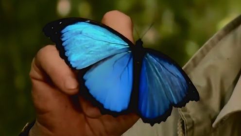 昆虫学家建蝴蝶牧场意在保护森林！助破茧成蝶唤人类保护环境意识！