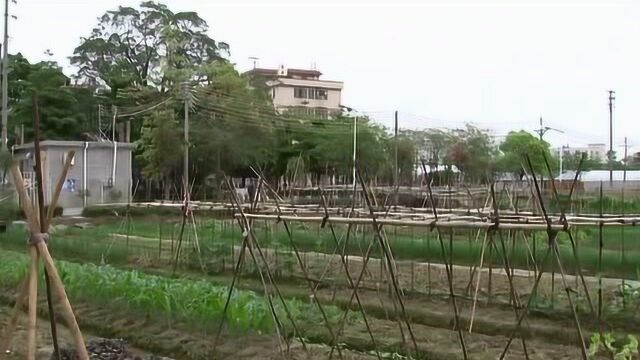 里水赤山村:植入文旅元素 打造梦想家园