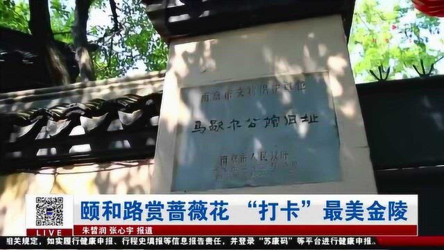 南京颐和路赏蔷薇花 “打卡”最美金陵