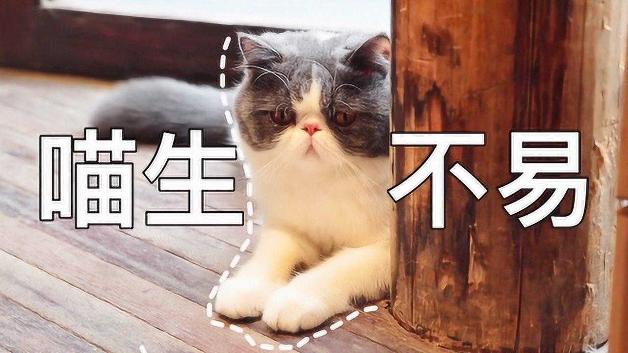 探访杭州网红猫咖,猫含泪控诉:我的每颗猫粮都是靠自己卖萌挣来的