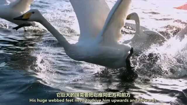 天鹅起飞,The,Takeoff,of,Swans