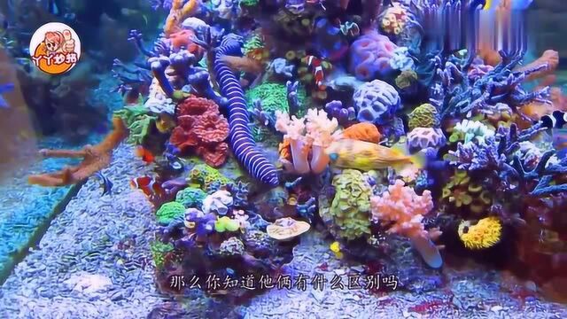 家里养鱼,用鱼缸好还是水族箱好?这才是区别,看完再不会选错