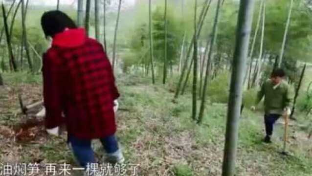 黄磊带着儿子彭彭和闺女张子枫挖笋,看见路边的胡萝等于看见肉