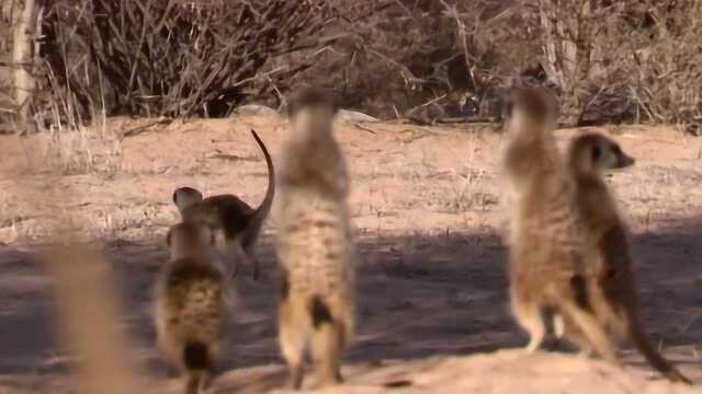 神奇生物之狐獴,又被叫猫鼬的它,如何巧妙的化解家族危机!