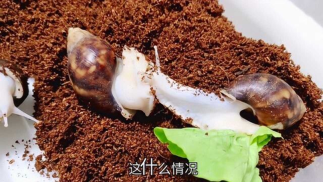 78元“白玉蜗牛”豪华套餐,全身都是雪白的,放手上伸出四根触角!