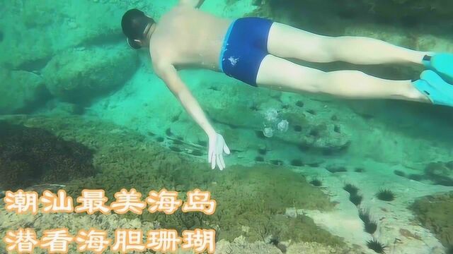 潮汕三市最美海岛顶澎岛,浮潜看海胆珊瑚,大多本地人没去过!