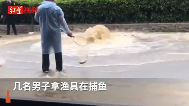 真“上班摸鱼”!广州雨后路人当街捕鱼