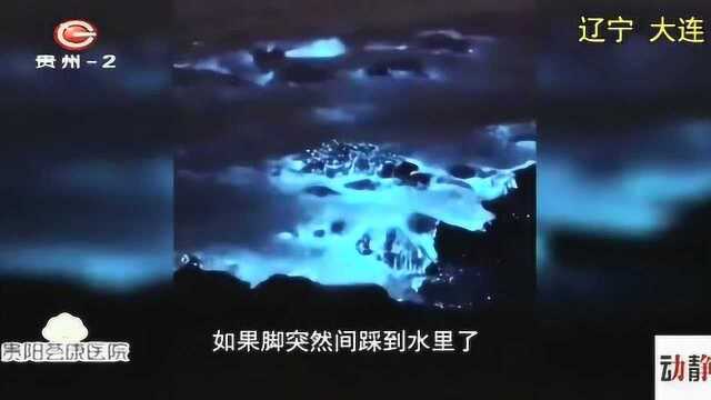 大连市再现荧光海,宛若“蓝色星河”,镜头拍下奇异美景!