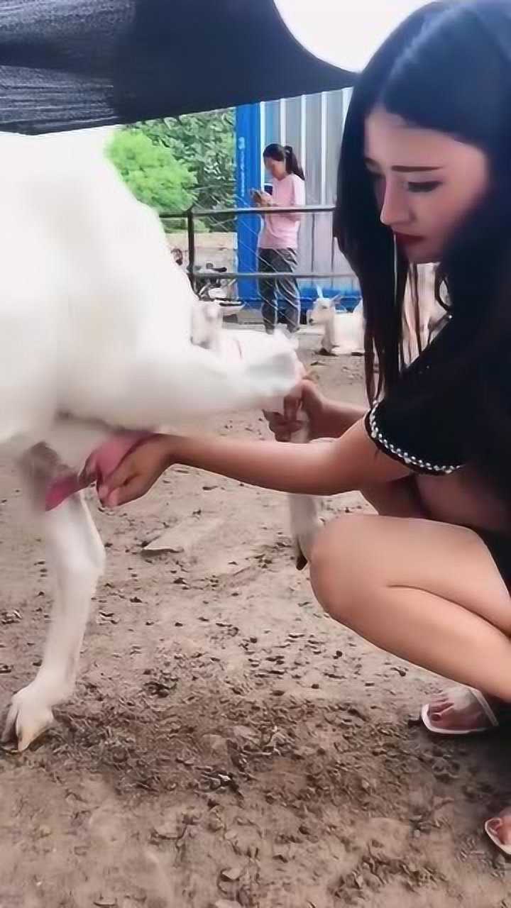 妹子挤羊奶这手法我服了不愧是老手了啊