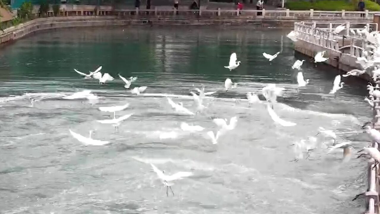 碧海银滩看厦门|一湾碧水白鹭归,筼筜湖蝶变最美“城市会客厅”