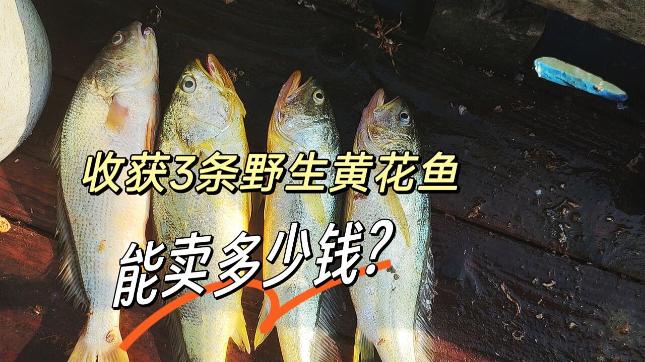 出海捕鱼收获3条野生黄花鱼,现在价格比较高,看能卖多少钱吧