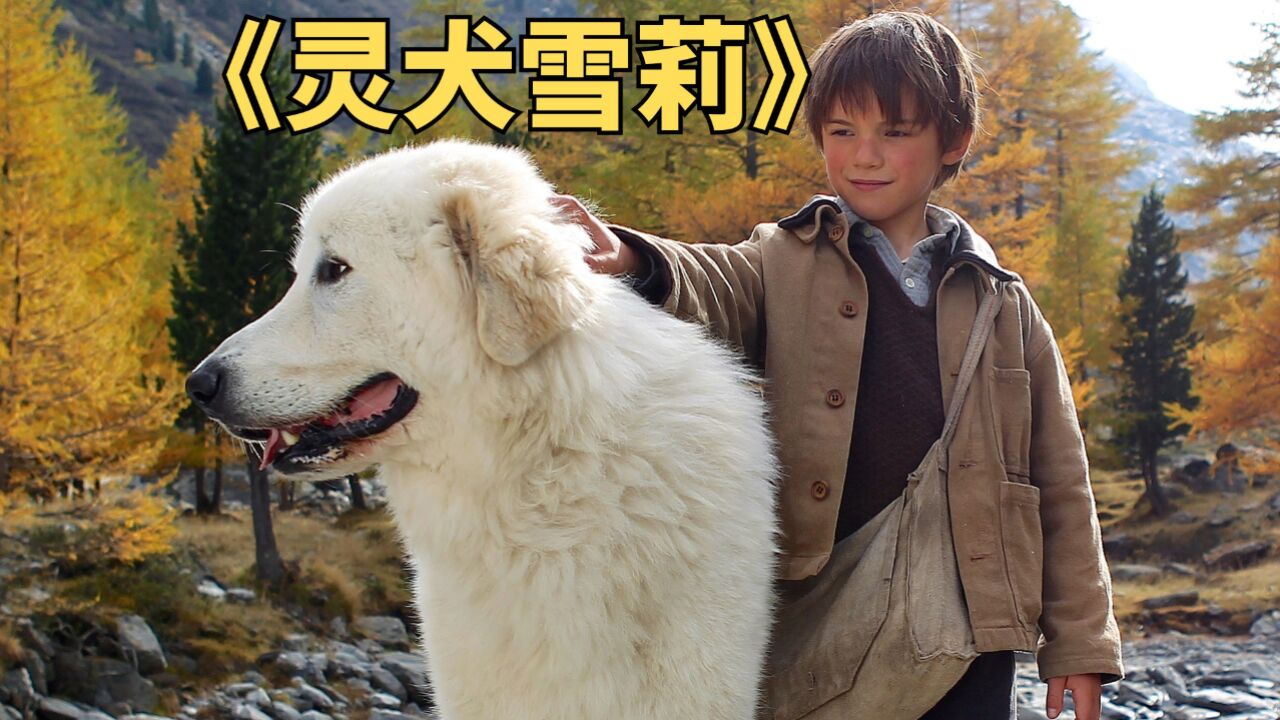 人们口中的恶犬被男孩驯服,成了他的守护神.治愈电影《灵犬雪莉》