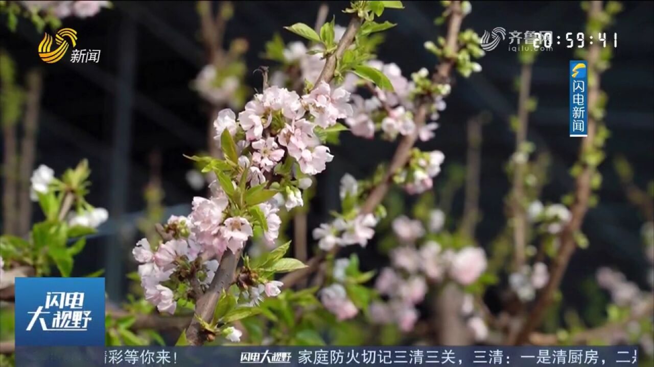 樱桃花开春满园!大棚樱桃迎花开季,浅浅芳华春意浓,一起来欣赏