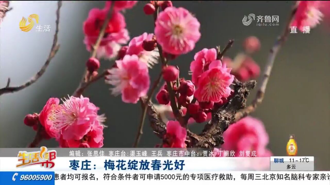 枣庄东湖公园:大片梅花竞相开放,阵阵幽香春光好,吸引市民观赏