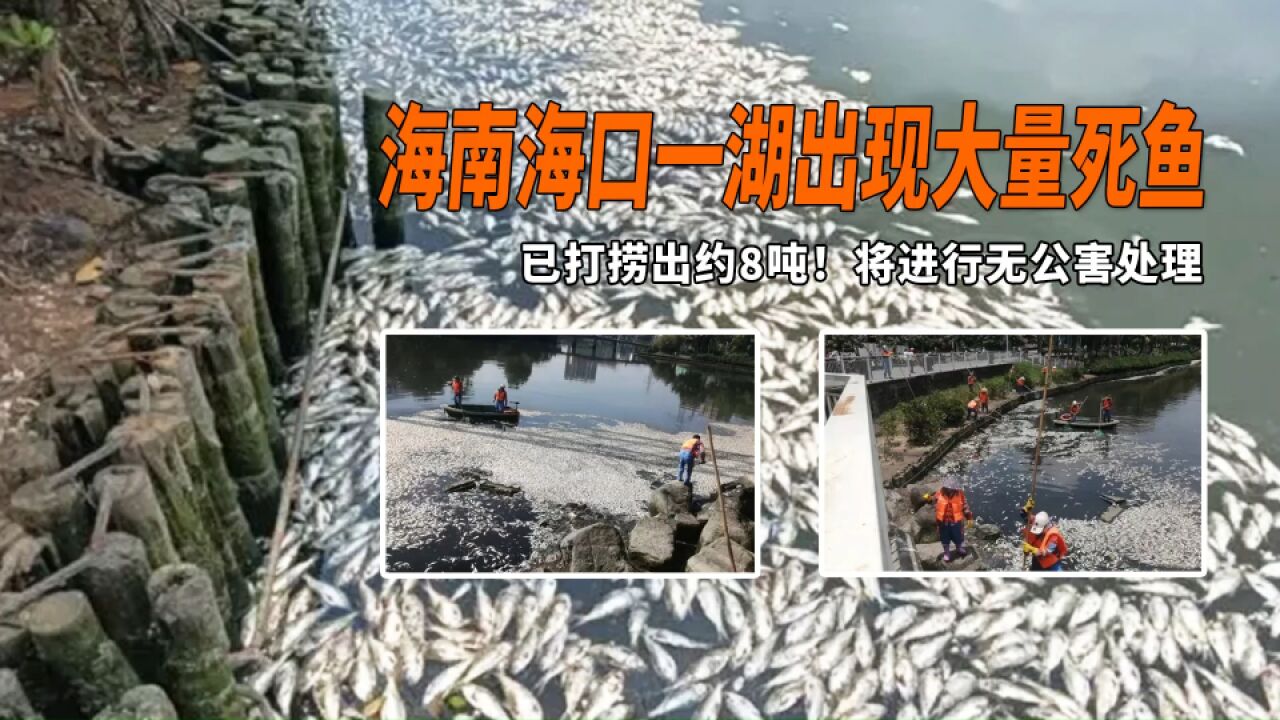 海南海口一湖出现大量死鱼,已打捞出约8吨!将进行无公害处理