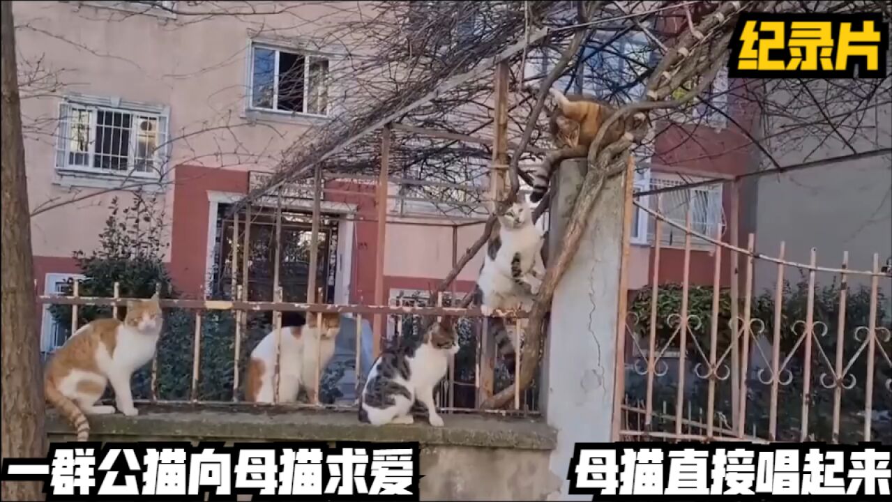 一群公猫向母猫求爱,母猫直接唱起来,纪录片