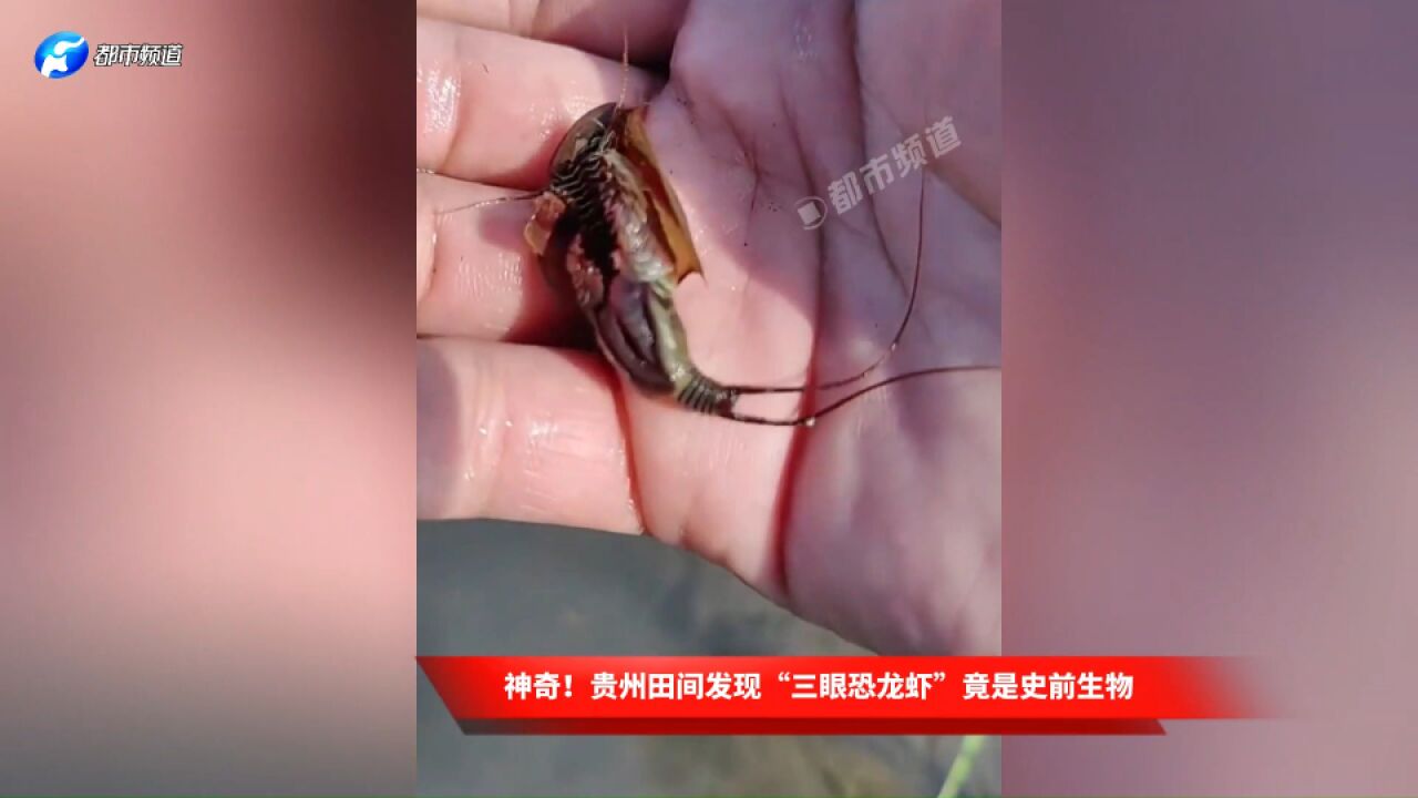 神奇!贵州田间发现“三眼恐龙虾”竟是史前生物