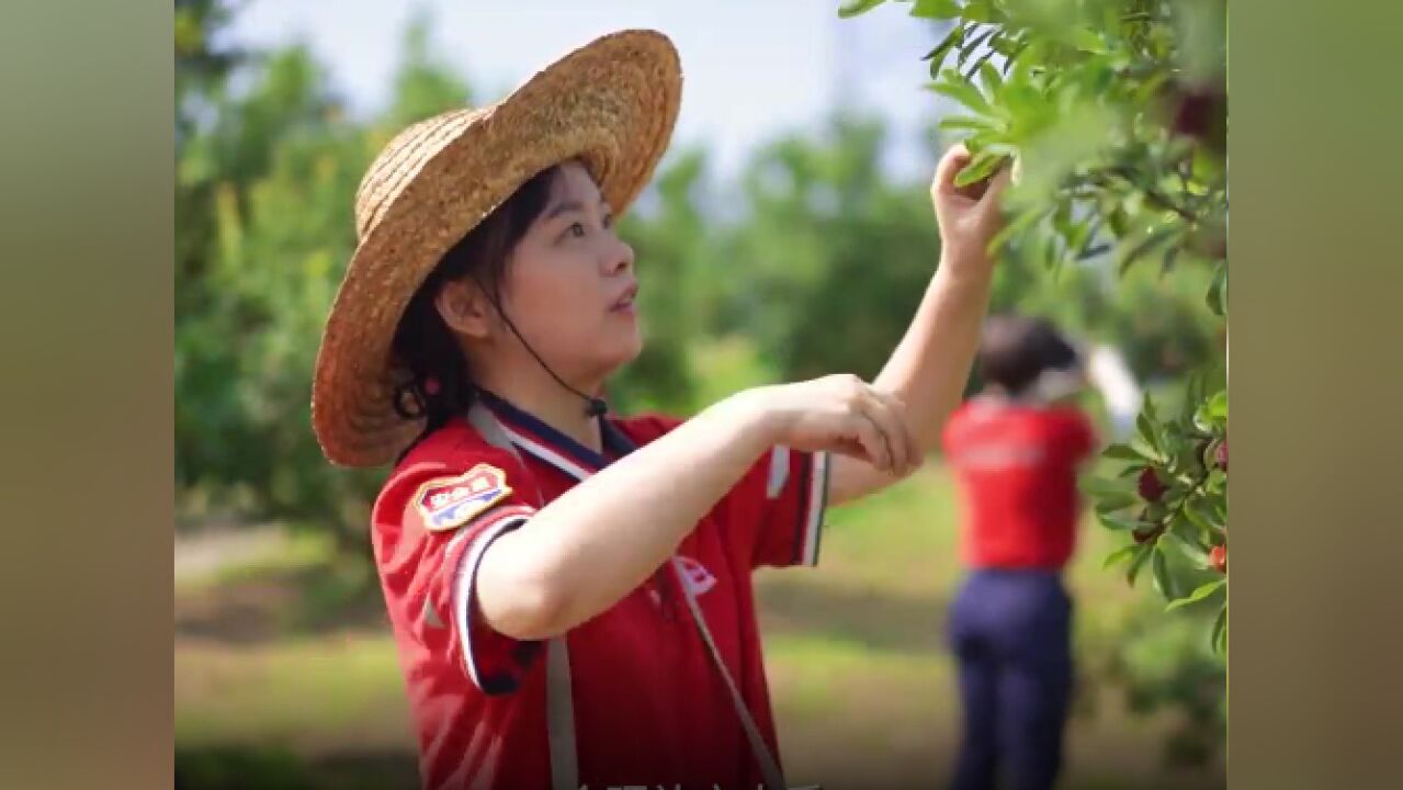 杨梅季到了,中石化志愿者助力果农缓解采摘难题