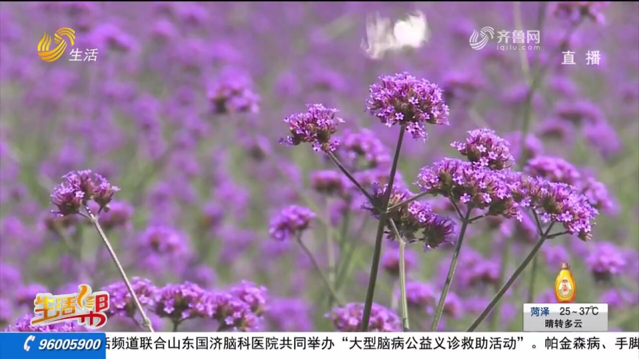 龙口:柳叶马鞭草随风绽放,紫色浪漫美如画,跟随镜头一起赏美景