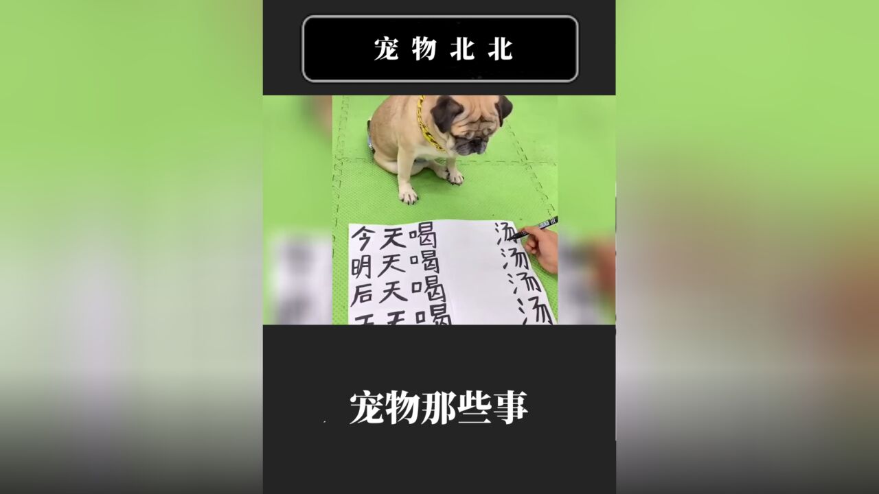 聪明的巴哥犬!主人想用汉字逗它,没想到反而被狗子逗了