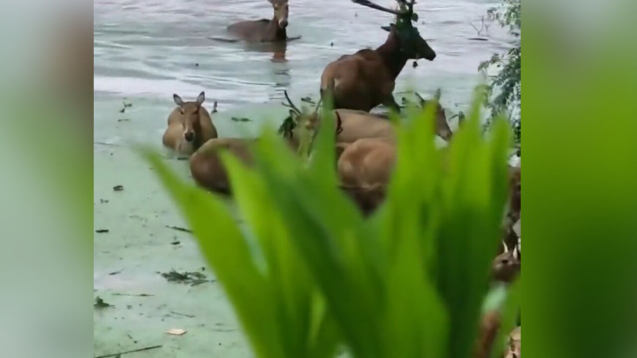 洞庭湖涨水导致上百头鹿跑出 官方回应:栖息地被淹 已到场处置