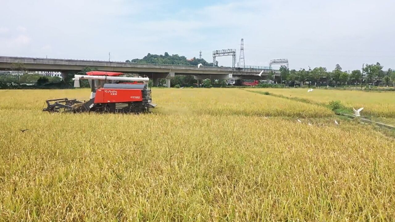 瑞安早稻开镰白鹭飞 沃野奏响“丰收曲”