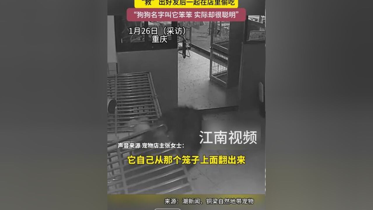 1月26日重庆,阿拉斯加“越狱”后不忘好兄弟,“救”出好友后一起在店里偷吃,“狗狗名字叫它笨笨 实际却很聪明”