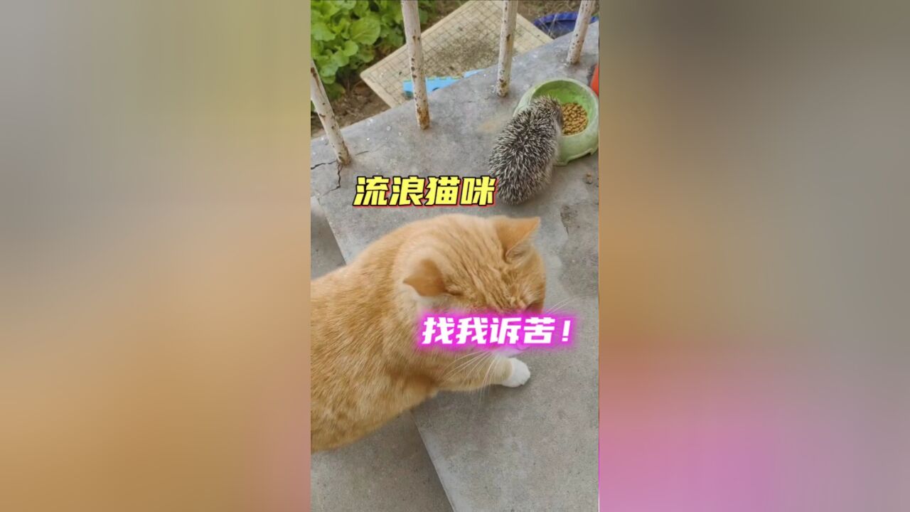 流浪猫胖橘子找我告状,说他的饭碗被刺猬抢了,这可咋弄?