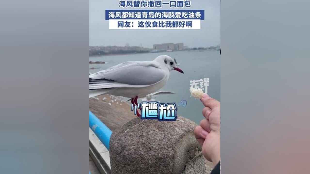 青岛的海鸥爱吃油条这事,海风都知道了?