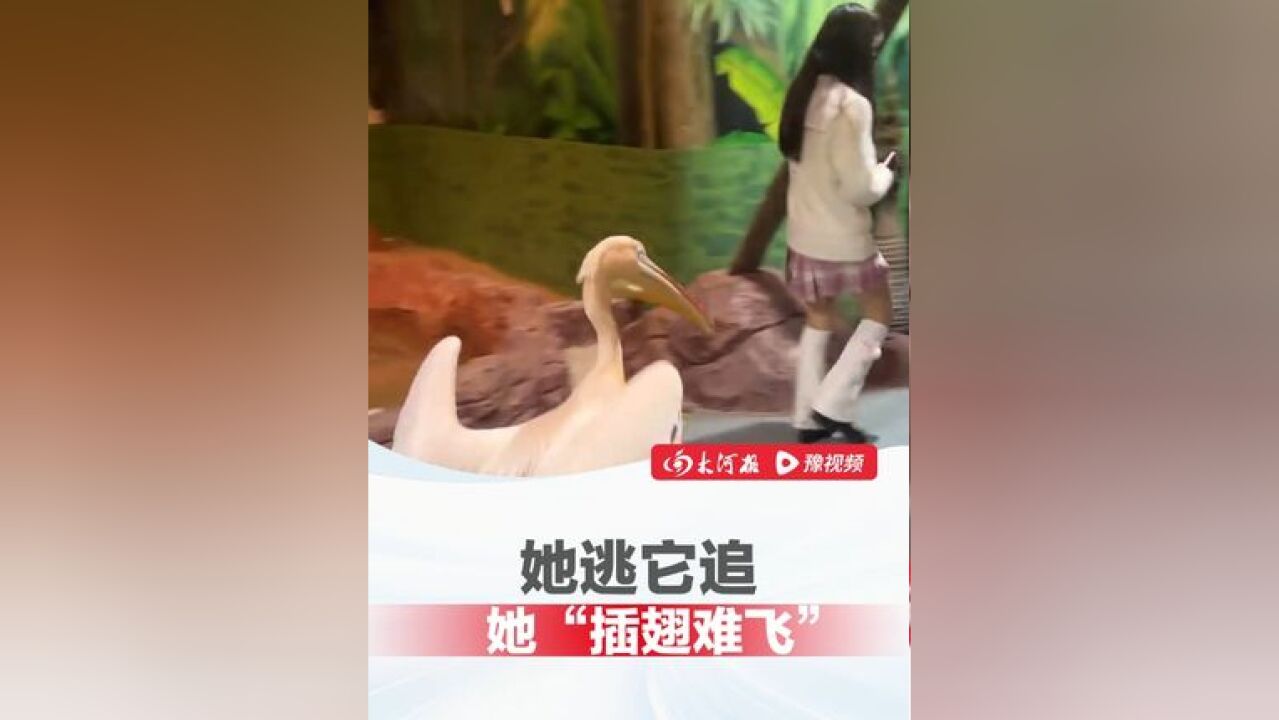 坏了鹈鹕盯上我女朋友了 她逃它追,她“插翅难飞”,情侣在海洋公园游玩,不料女友被鹈鹕求偶