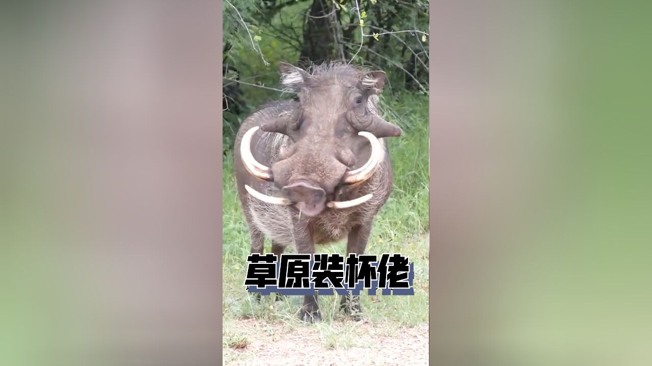 拥有四颗大獠牙的疣猪,不仅豪横还会享受生活