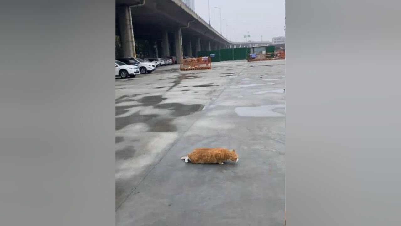 胖橘出击小橘猫